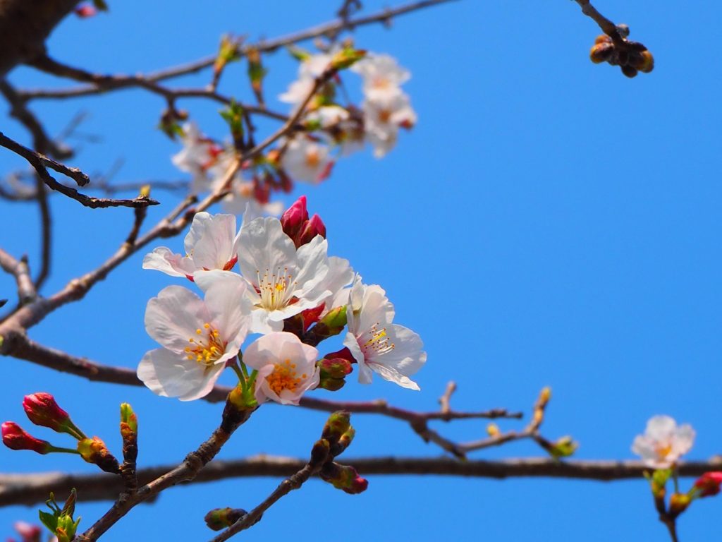 京屋酒造＿桜2020